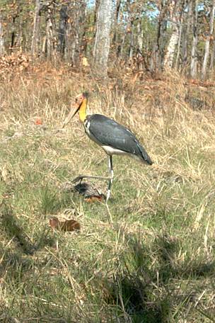 The globally threatened lesser adjutant is regularly observed at the many waterholes of Cambodia's ...
© FA / WWF-Cambodia
© FA / WWF-Cambodia