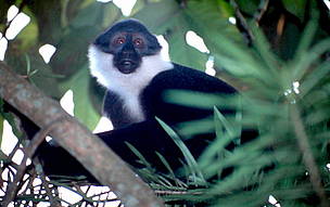 L'Hoest's monkey (Cercopithecus lhoesti), Okapi Faunal Reserve, Ituri Forest, DRC.
© WWF / PJ STEPHENSON L'Hoest's monkey (<i>Cercopithecus lhoesti</i>) - A conservation priority among the ...
© WWF / PJ STEPHENSON