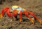 Sally lightfoot crab (Grapsus grapsus), Isabela Island, Galapagos Islands, Ecuador.
© WWF / Pablo CORRAL Sally lightfoot crab (<i>Grapsus grapsus</i>), Isabela Island, Galapagos Islands, ...
© WWF / Pablo CORRAL