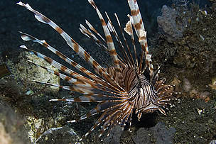 The lionfish’s stripes and intricate fins mesmerize any passersby in the waters of Indonesia during ...
© 2008 Michele Hall used with permission by Warner Bros. Entertainment Inc.
© 2008 Michele Hall used with permission by Warner Bros. Entertainment Inc.