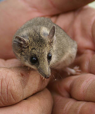 Little Long-tailed Dunnart (Sminthopsis dolichura).
© Dejan Stojanovic Little Long-tailed Dunnart (Sminthopsis dolichura).
© Dejan Stojanovic