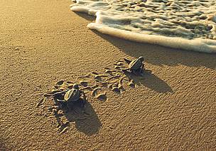 Two little leatherback turtles are heading to the sea. Rising sea levels will threaten their beach ...
© WWF / Roger LeGUEN Two little leatherback turtles are heading to the sea. Rising sea levels will threaten their beach ...
© WWF / Roger LeGUEN