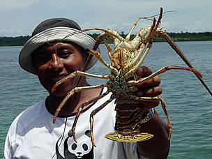 Well-managed spiny lobster fisheries provide long-term security for the marine environment and fishing communities. © WWF / Cinthya Flores Well-managed lobster fisheries provide long-term security for the marine environment and fishing communities. Spiny lobster, Nicaragua.