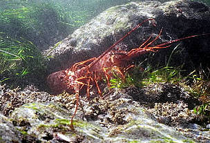 Sustainable traps are helping in the fight against the overfishing of spiny lobsters in the Mesoamerican reef. © WWF / Gustavo Ybarra Sustainable traps are helping in the fight against the overfishing of spiny lobsters in the Mesoamerican reef.