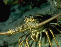Cayos Cochinos lobster, Honduras. Marine animals, such as lobsters, may find it difficult to build ...
© WWF Central America Cayos Cochinos lobster, Honduras. Marine animals, such as lobsters, may find it difficult to build ...
© WWF Central America