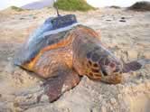Loggerhead turtle (Caretta caretta) with a sender for satellite tracking, Boa Vista, Cape Verde.
© Marine Turtle Reasearch Group Loggerhead turtle (Caretta caretta) with a sender for satellite tracking, Boa Vista, Cape Verde.
© Marine Turtle Reasearch Group