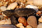Loggerhead turtle (Caretta caretta) hatchling on the Cirali beach. Mediterranean Sea, Turkey.