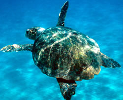 Some 200,000 endangered loggerhead turtles (Caretta caretta) drown annually on longlines set around the world for tuna, swordfish, and other fish. © WWF / Michel GUNTHER Some 200,000 endangered loggerhead turtles (Caretta caretta) drown annually on longlines set around the world for tuna, swordfish, and other fish.