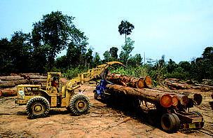 Illegally logged forest, Laos. This area was subsequently flooded with the construction of the Nam ...
© Claude Barutel
© Claude Barutel