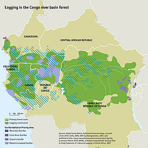 Logging in the Congo river basin forest. China is the largest consumer of logs from the DRC, buying ...
© Riccardo Pravettoni / Sources: Global Forest Watch, Bushmeat Interactive Map, accessed 23-02-2010; IUCN, 2009; CMS Gorilla Agreement, 2007, web published at http://www.naturalsciences.be/science/projects/gorilla, accessed in March 2010; WHRC, Scientists Using Remote Sensing Tools to Study Expansion of Industrial Logging in Central Africa, 2007. Logging in the Congo river basin forest. China is the largest consumer of logs from the DRC, buying ...
© Riccardo Pravettoni / Sources: Global Forest Watch, Bushmeat Interactive Map, accessed 23-02-2010; IUCN, 2009; CMS Gorilla Agreement, 2007, web published at http://www.naturalsciences.be/science/projects/gorilla, accessed in March 2010; WHRC, Scientists Using Remote Sensing Tools to Study Expansion of Industrial Logging in Central Africa, 2007.