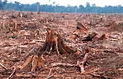 Illegal logging for paper industry and forest clearing for oil palm plantation.
© WWF / Alain Compost
© WWF / Alain Compost