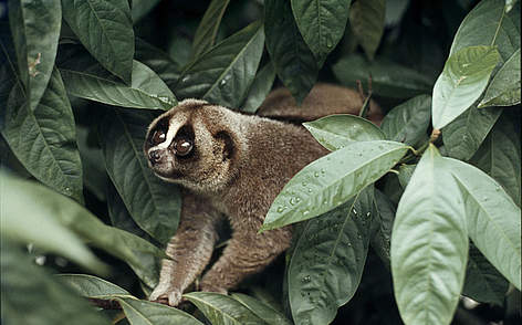 Pygmy slow loris, shown here is a closely related species from Malaysia, are rarely observed in the ...
© Mikaail Kavanagh / WWF rel=