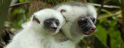 Simpona Fotsys or Silky Sifaka
© Jeff Gibbs rel=