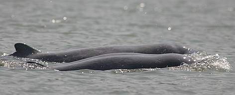 The Irrawaddy dolphin in the Mekong River.
© FiA / WWF-Cambodia rel=