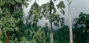 Logged lowland dipterocarp forest, Segama Forest Reserve, Sabah, Malaysia
© WWF / Sylvia Jane YORATH
© WWF / Sylvia Jane YORATH