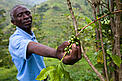 Mbiwo Constantine Kusebahasa, in Kasese, Rwenzori Mountains, Uganda at the Forest Landscape Restoration programme in Rukoki Sub-County. Coffee plants are showing very low volumes of fruit, an example of climate change. © Simon Rawles / WWF Mbiwo Constantine Kusebahasa, in Kasese, Rwenzori Mountains, Uganda at the Forest Landscape Restoration programme in Rukoki Sub-County. Coffee plants are showing very low volumes of fruit, an example of climate change.