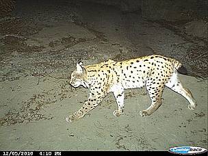 Eurasian Lynx (Lynx lynx) © WWF Azerbaijan Eurasian Lynx (Lynx lynx)