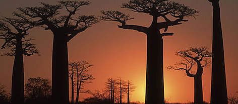 Baobabs au crépuscule, Madagascar. Le projet couvre des zones de forêt humide et de forêt sèche.
© WWF / Martin HARVEY rel=