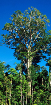 Mahogany (Swietenia macrophylla), Manu National Park, Peru.
© WWF / André BÄRTSCHI
© WWF / André BÄRTSCHI