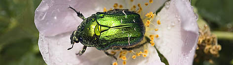 Making Space for Nature
© Wild Wonders of Europe/Konrad Wothe/WWF rel=
