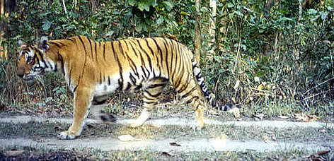 Malupothi is one of the tigers whose whereabouts have been monitored by Malupothi is one of the tigers whose whereabouts have been monitored by "camera traps". ... rel=