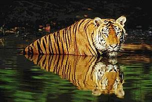 Indian tiger (Panthera tigris tigris) swimming in the water.
© WWF / Martin HARVEY Indian tiger (<i>Panthera tigris tigris</i>) swimming in the water.
© WWF / Martin HARVEY