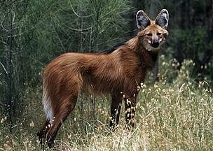 maned_wolf_360479.jpg