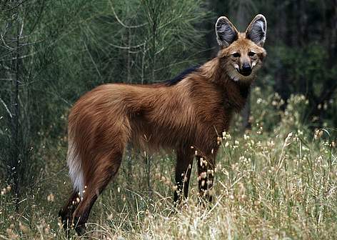 Image result for maned wolf