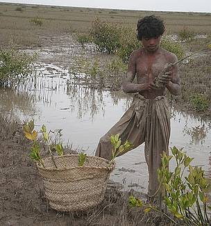 Planting mangroves to restore degraded lands in the Indus Delta.
© Emily Woodhouse / WWF
© Emily Woodhouse / WWF