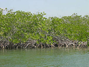 Mangroves are a vital part of healthy ecosystems, providing clean water and coastal protection and ...
© WWF Central America
© WWF Central America