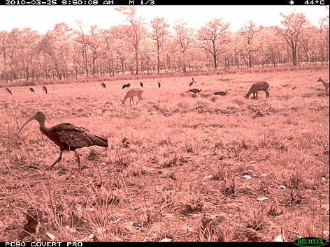Three giant ibis, one in the foreground and two in the background center, photographed by a camera ...
© FA / WWF-Cambodia rel=