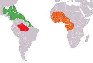 The range of the Amazon manatee is marked in red. The green area indicates the range of the West ...
© Wikimedia Commons Range of the three manatee species
© Wikimedia Commons