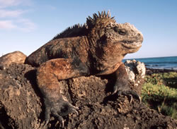 Marine iguana (Amblyrhynchus cristatus), the only sea-going lizard in the world, Galapagos Islands, ...
© WWF / Martin HARVEY Marine iguana (<i>Amblyrhynchus cristatus</i>), the only sea-going lizard in the world, ...
© WWF / Martin HARVEY