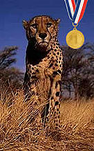 Cheetah