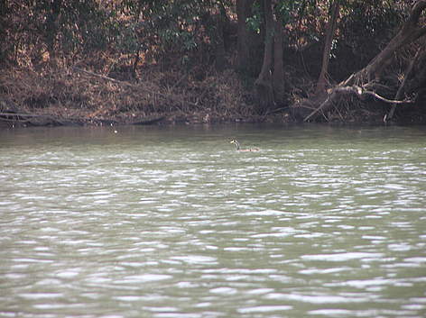 This distant shot represents the only photographed sighting of the elusive Masked Finfoot in ...
© WWF-Cambodia / Martin von Kaschke rel=