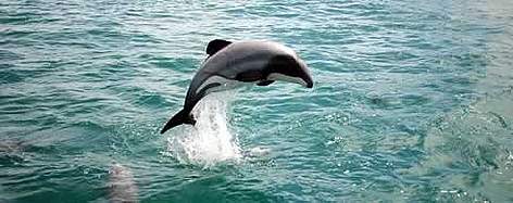 The overall aim of the WWF programme is to protect the future of Mauis dolphins by securing a ...
© Will Rayment The overall aim of the WWF programme is to protect the future of Mauis dolphins by securing a ... rel=