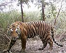 An adult tiger captured in a camera trap in the Shuklaphanta Wildlife Reserve of western Nepal.