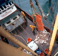 Landing a meagre catch, North Atlantic Ocean.
© WWF / Mike R. JACKSON Landing a meagre catch, North Atlantic Ocean.
© WWF / Mike R. JACKSON