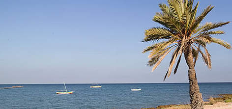 Panorama typique de la zone des palmiers de Sidi Founkhel où des projets écotouristiques seront ...
© WWF-MEDITERRANEAN / E. PARKER rel=