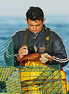 Measuring lobsters, Baja California, Mexico.
