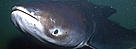 The critically endangered Mekong giant catfish.