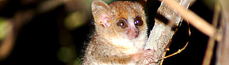 Microcebus berthae, the smallest primate in the world, has been described by Rasoloarison et al. in ... / ©: WWF Madagascar / Louise Jasper rel=