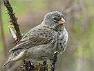 Medium ground finch (Geospiza fortis), Santa Cruz Island, Galapagos, Ecuador.