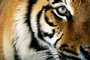 Close up of a captive tiger's face (Panthera tigris), Africa Marine World, Vallejo, California, ...
© © National Geographic Stock/ Michael Nichols / WWF
© © National Geographic Stock/ Michael Nichols / WWF