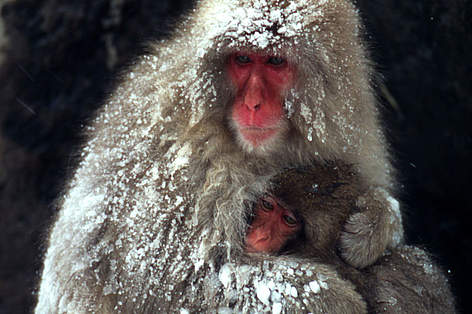 Japanese macaque (Macaca fuscata) mother with baby; Nagano, Japan.
© Fritz Pölking / WWF rel=