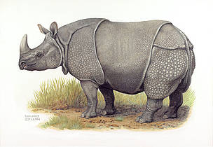 Greater one-horned or Indian rhinoceros (Rhinoceros unicornis)
© WWF / Helmut Diller Greater one-horned or Indian rhinoceros (Rhinoceros unicornis)
© WWF / Helmut Diller