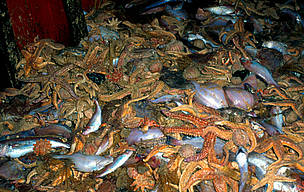 Bycatch on deck by deep-sea trawler / ©: Mike R. Jackson WWF Canon / ©: Mike R. Jackson WWF Canon