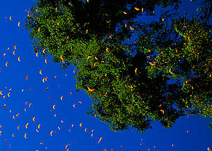 End of March, all the Monarch butterflies in the Monarch Butterfly Reserve in central Mexico begin ...
© Edward Parker / WWF
© Edward Parker / WWF