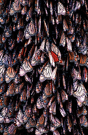 Monarch Butterflies (Danaus plexippus) in Wintering Area. Highlands in Mexico (3500m).
© Fritz Pölking / WWF
© Fritz Pölking / WWF