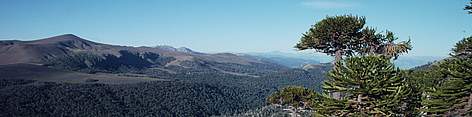 The temperate forests of southern Chile contain the endemic monkey puzzle tree, a tree existing ...
© Edward Parker / WWF rel=